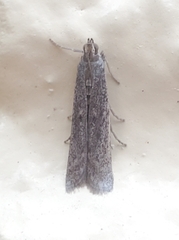 Phycitodes reliquellum