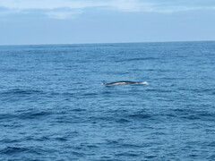 Balaenoptera acutorostrata