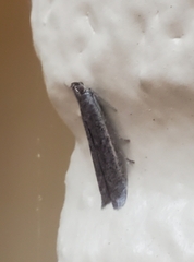 Phycitodes reliquellum