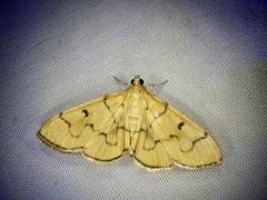 Patania chlorophanta