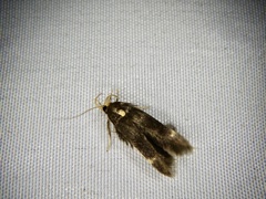 Stathmopoda masinissa