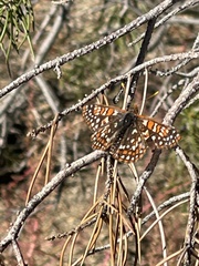 Euphydryas chalcedona hennei