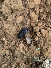 Pseudoxycheila tarsalis