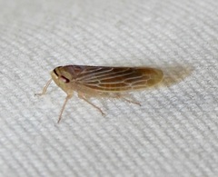 Chlorotettix necopinus