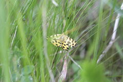 Pseudopanthera macularia