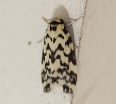 Goniosema anguliscripta