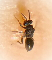 Eurytomidae