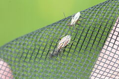 Horistus orientalis
