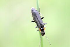 Cantharis obscura