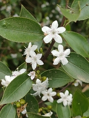 Myoporum petiolatum