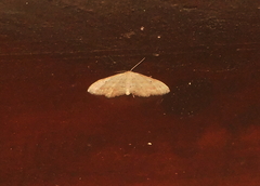 Idaea