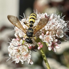 Cerceris sextoides