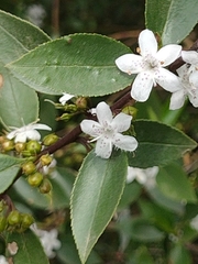 Myoporum petiolatum