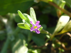 Calibrachoa parviflora