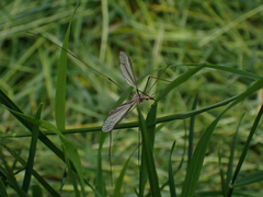 Tipula