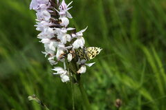 Pseudopanthera macularia