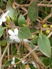 Myoporum petiolatum