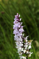 Dactylorhiza maculata
