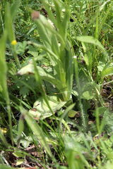 Dactylorhiza maculata