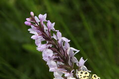 Dactylorhiza maculata