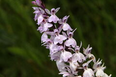 Dactylorhiza maculata