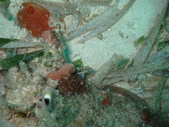 Serranus baldwini