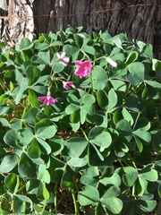 Oxalis articulata