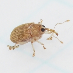 Lignyodes helvolus