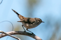 Acanthiza apicalis
