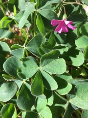 Oxalis articulata