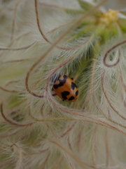 Hippodamia oregonensis