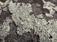 Flavoparmelia caperata