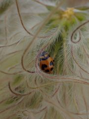 Hippodamia oregonensis