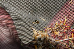 Cryptocephalus vittatus