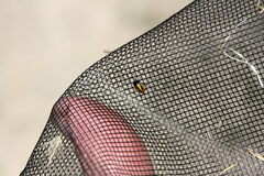 Cryptocephalus vittatus