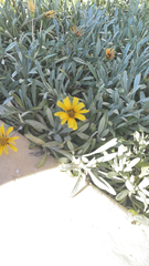 Gazania rigens