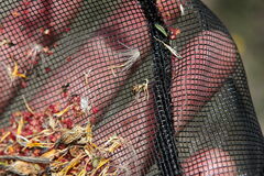 Tytthaspis sedecimpunctata