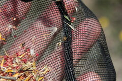 Tytthaspis sedecimpunctata