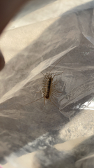 Scutigera coleoptrata