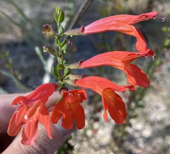 Clinopodium coccineum