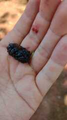 Morus nigra