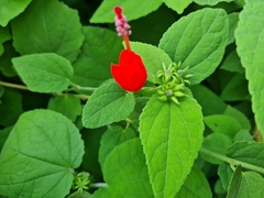 Malvaviscus arboreus