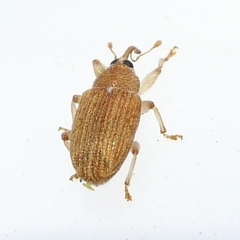 Lignyodes helvolus