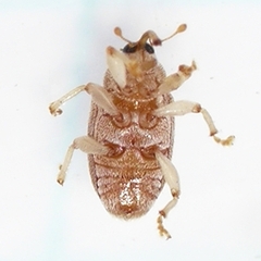 Lignyodes helvolus