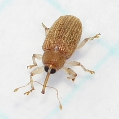 Lignyodes helvolus