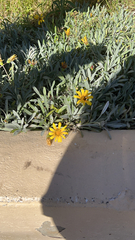 Gazania rigens