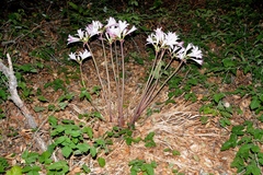 Amaryllis belladonna