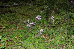 Amaryllis belladonna