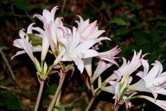 Amaryllis belladonna