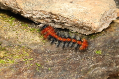 Lepidoptera